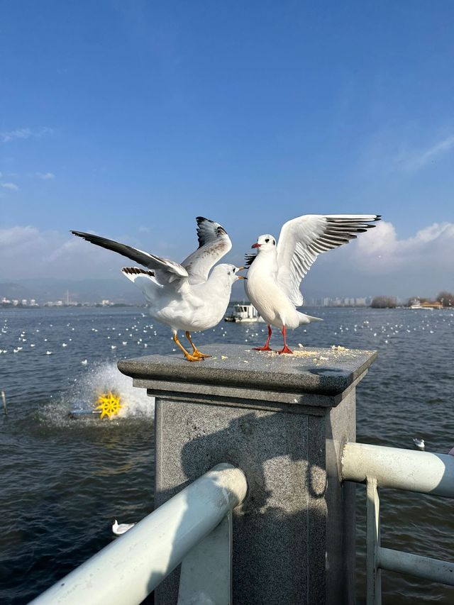 6天暢遊雲南昆明-大理-麗江 盡享溫泉之旅