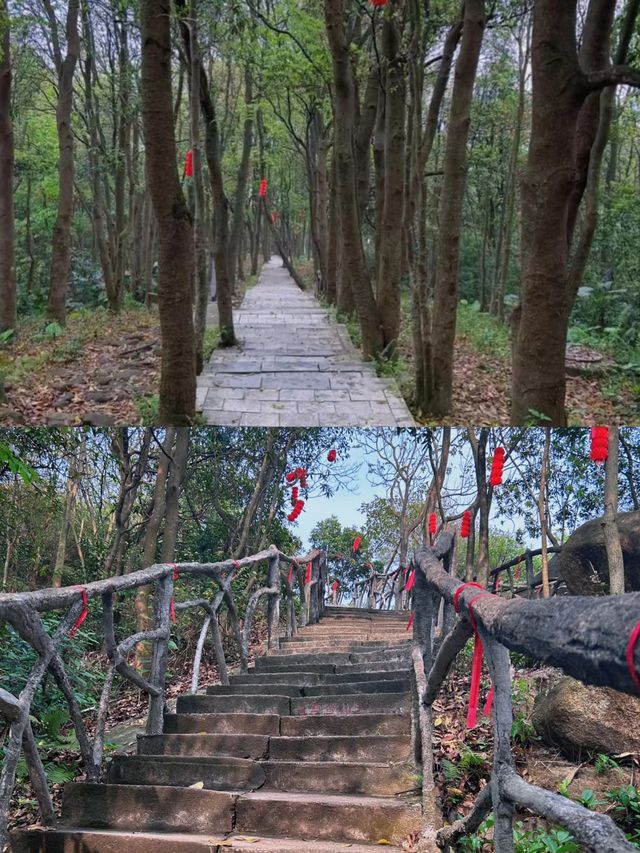 深圳爬山｜登頂鳳凰山｜郊野徑一遠足徑