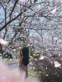 櫻花季的好去處—顧村公園