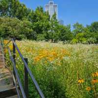 Fields of summer flowers at Seoul Forest