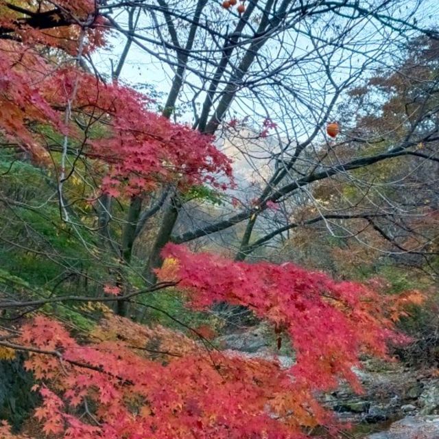 秋天韓國內藏山賞楓