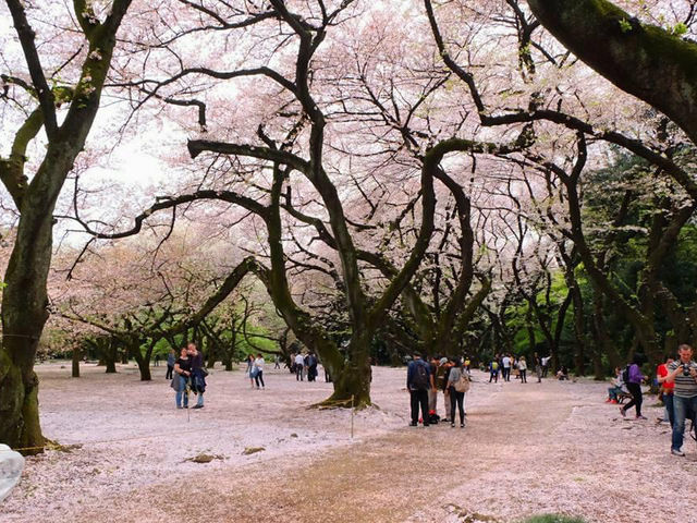 🌸 Cherry blossom bliss! 🌸