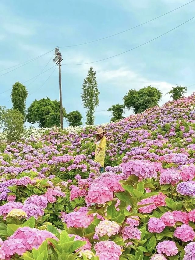 【三重】東海地区最大！！見渡す限り広がるカラフルなあじさい園が絶景すぎる🩷💜