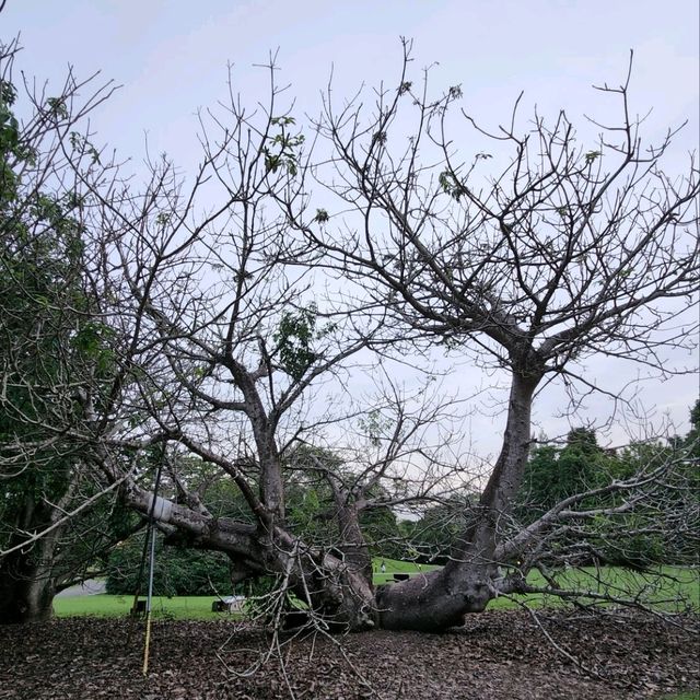 新加坡植物園（Singapore Botanic Gardens）