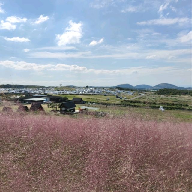 🇰🇷 Autumn's Blush: The Magic of Pink Muhly Grass