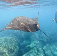 Amazing Snorkeling Adventure at Nusa Dua Beach 🏖️ 