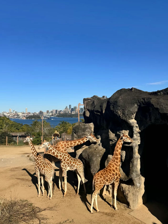 Taronga Zoo Sydney: A Wildlife Wonderland with Stunning Views