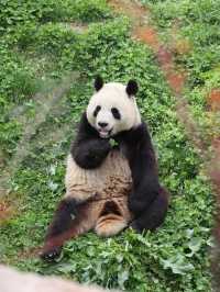 陝西丨西安秦嶺野生動物園看攻略