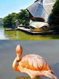 網紅打卡寶藏聖地——南沙水鳥世界樂園