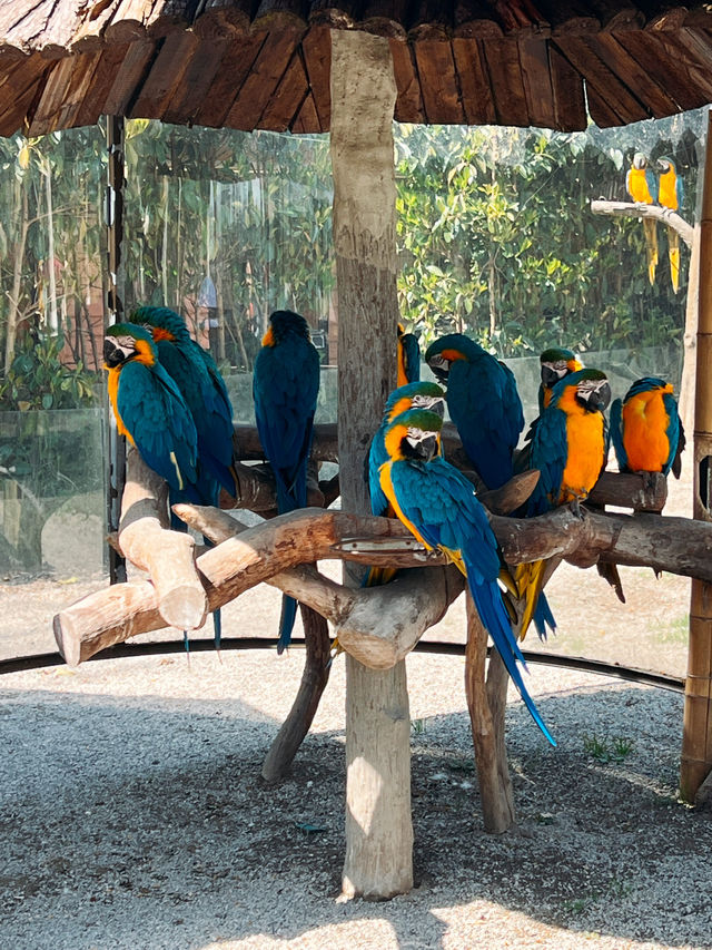 與動物的約會｜上海野生動物園。