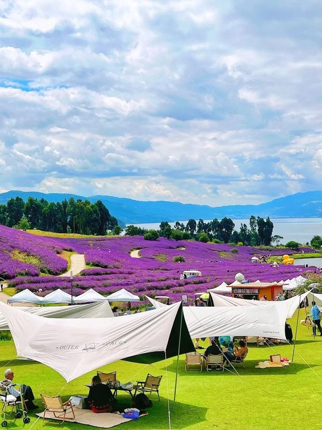 華僑城雲端花海。