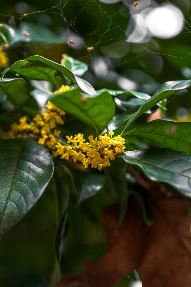 杭州｜錢王祠桂花盛開，紅牆黛瓦展現中式美學。