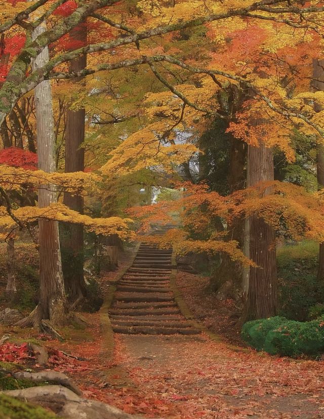 京都 秋日裡最美的寺廟庭院合集。