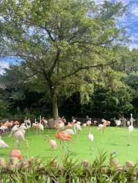 野趣漫遊：在上海野生動物園的奇妙邂逅