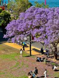 Chasing Jacarandas in Sydney