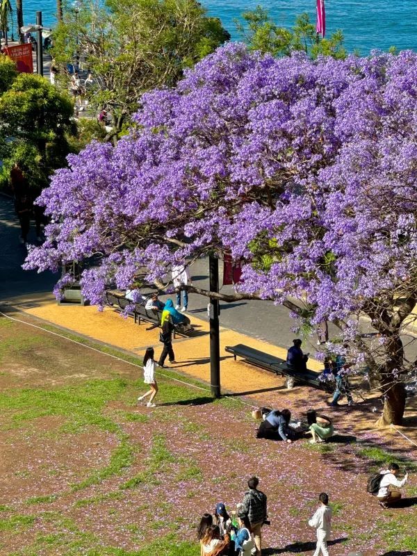 Chasing Jacarandas in Sydney