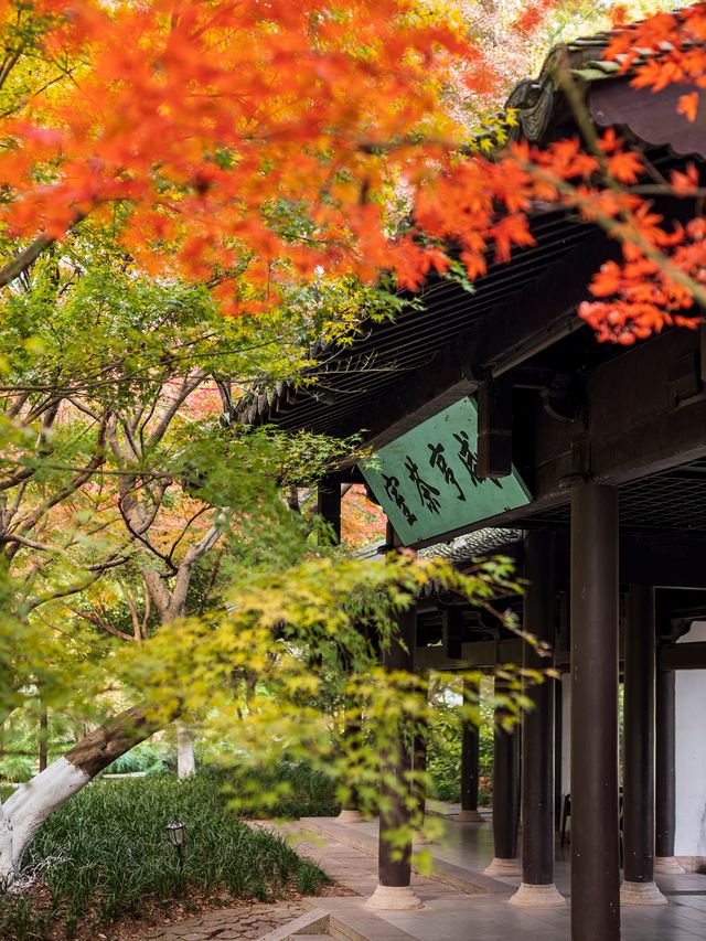 西湖邊的中式園林楓葉正紅|陰天也好拍