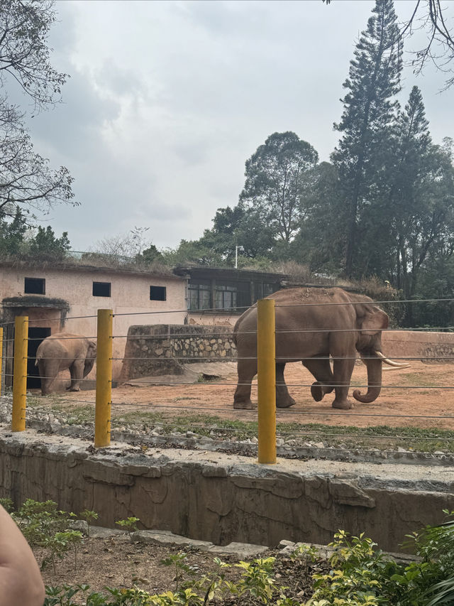 多次遊覽廣州動物園，為您總結的詳盡攻略來啦