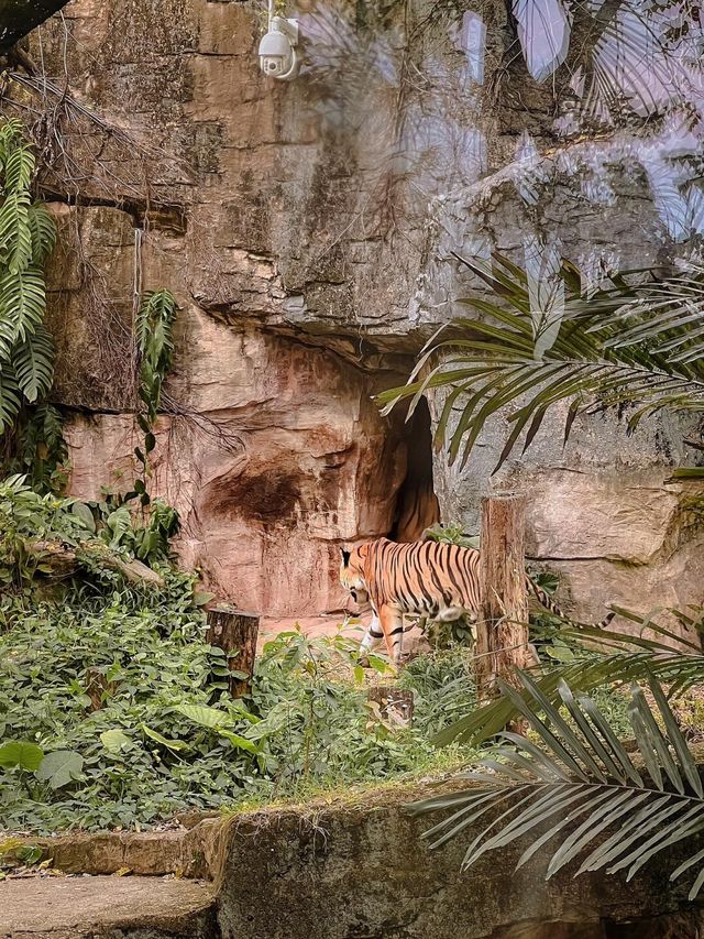 【廣州長隆】野生動物園兩日遊，與小動物親密接觸