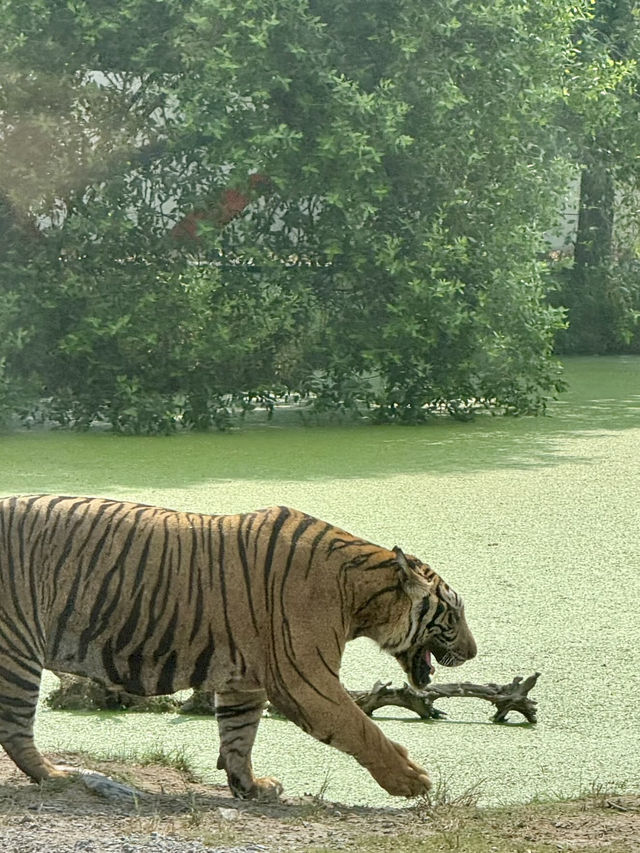 野性與和諧：律實動物園的日與夜