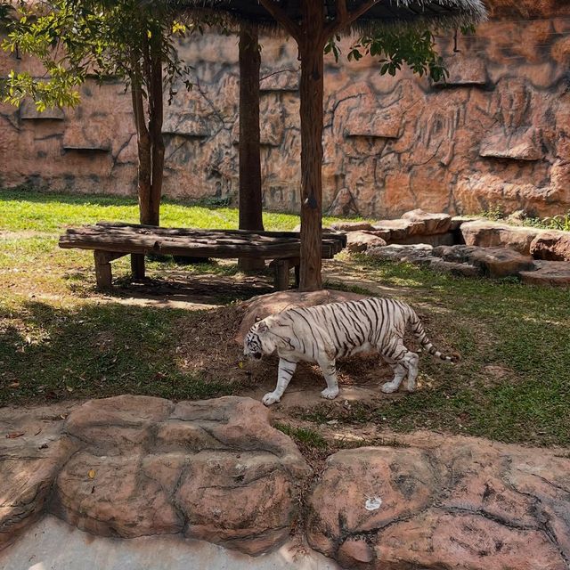 清邁夜間動物園：親子探秘之旅攻略