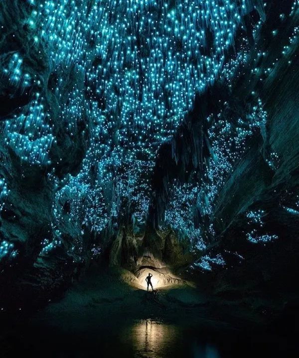 Explore the Enchanting Waitomo Glowworm Caves in New Zealand