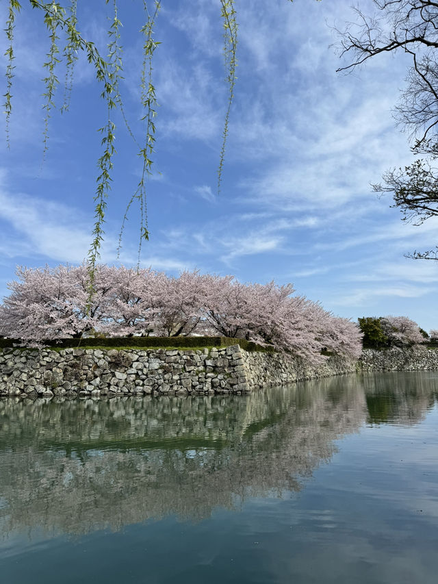 世界遺産姫路城！桜とのコラボレーションは絶景✨