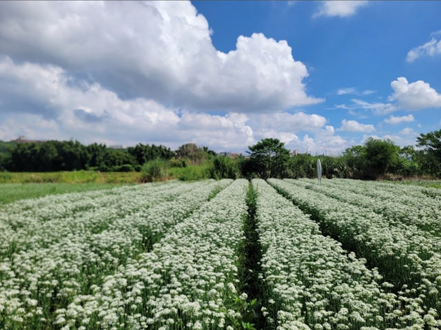 大溪韭菜花田