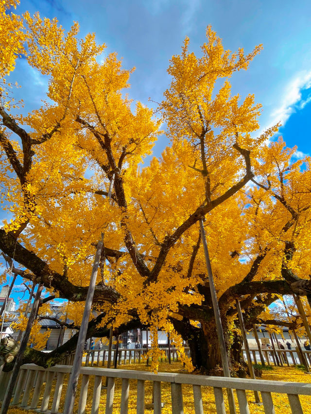 京都の世界遺産・重要文化財の宝庫🥰西本願寺💛🍁大銀杏も見事🥹🍁💛