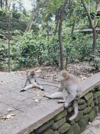 Enchanting Outdoor Adventure at Sangeh Monkey Forest