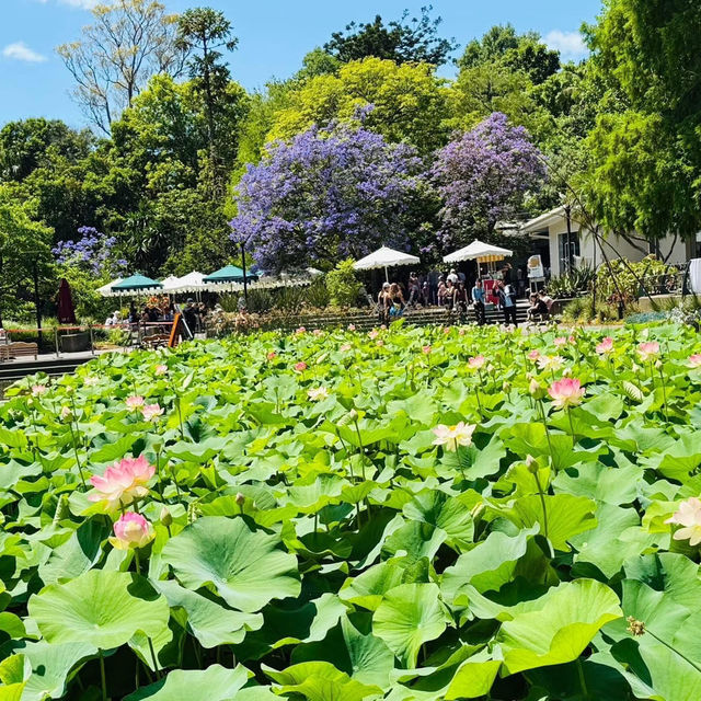 A Summer Escape: Melbourne’s Royal Botanic Gardens