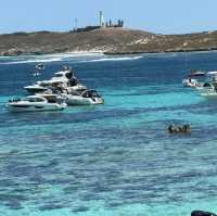 Paradacise Found: Rottnese Island, Perth's Hidden Gem