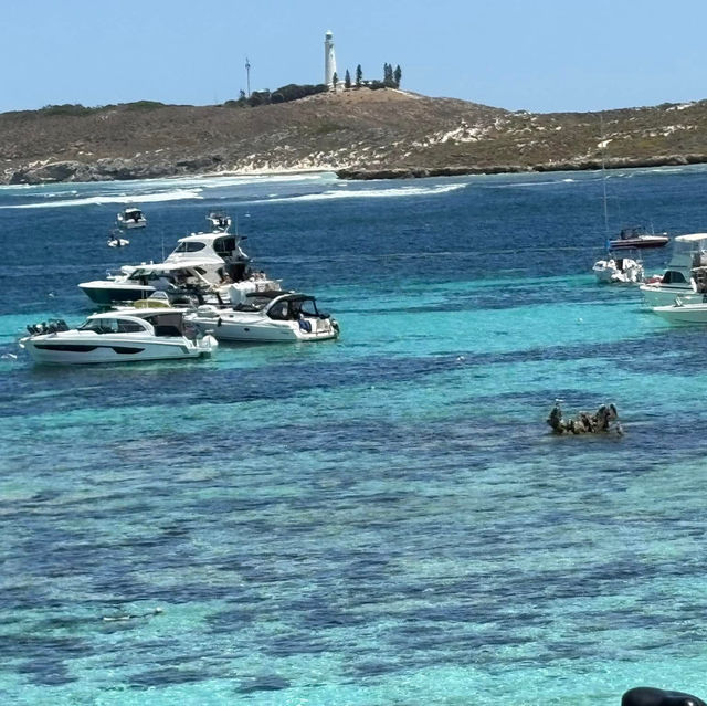 Paradacise Found: Rottnese Island, Perth's Hidden Gem