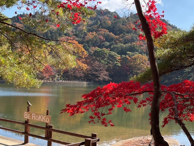 【神戸観光】再度公園