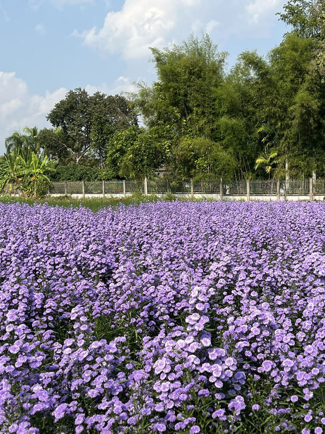 เที่ยวเชียงใหม่ปลายปี i love flower farm