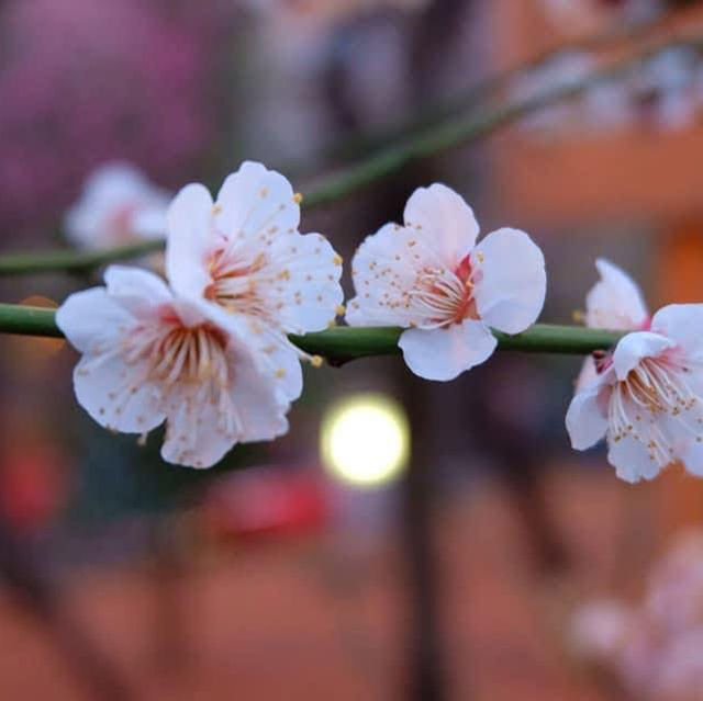 เที่ยวชมศาลเจ้า 湯島天神 Yushima Tenjin