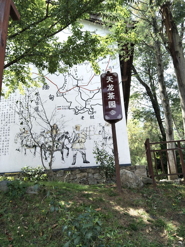 Escape to Tianlong Tea Valley: Where Culture Meets Nature