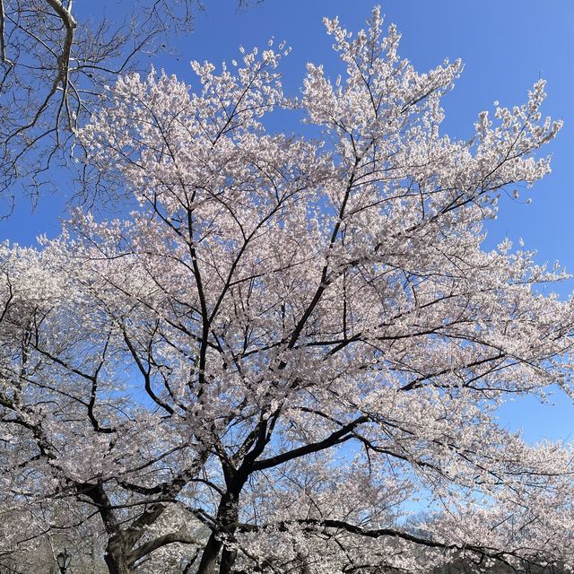 Sakura in Central Park 🇺🇸 New York City