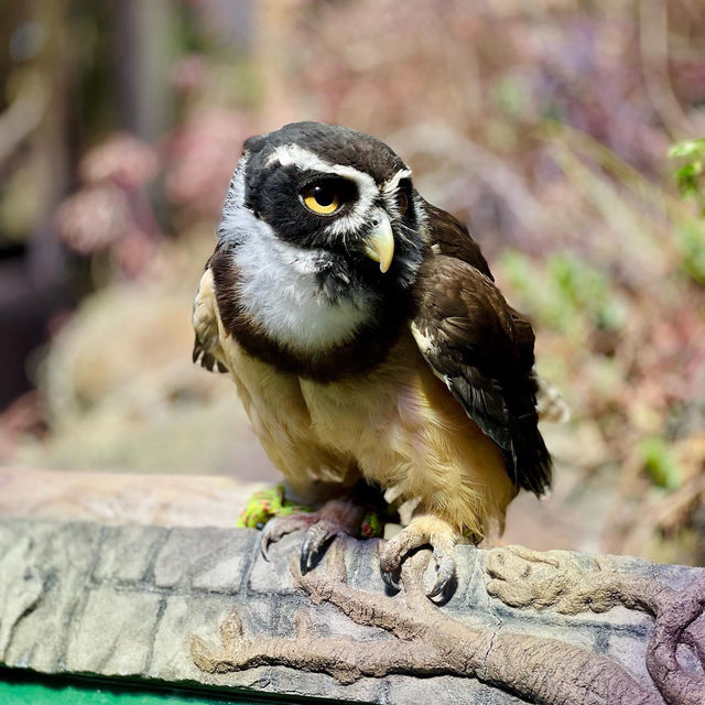 Izu Shaboten Zoo 🇯🇵