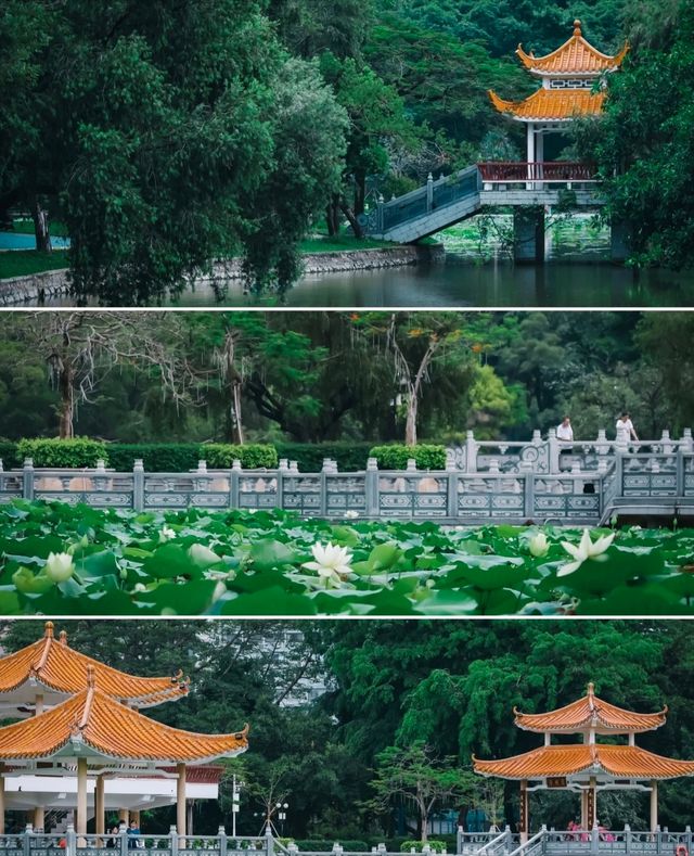 對!!這就是大明湖畔的“夏雨荷”