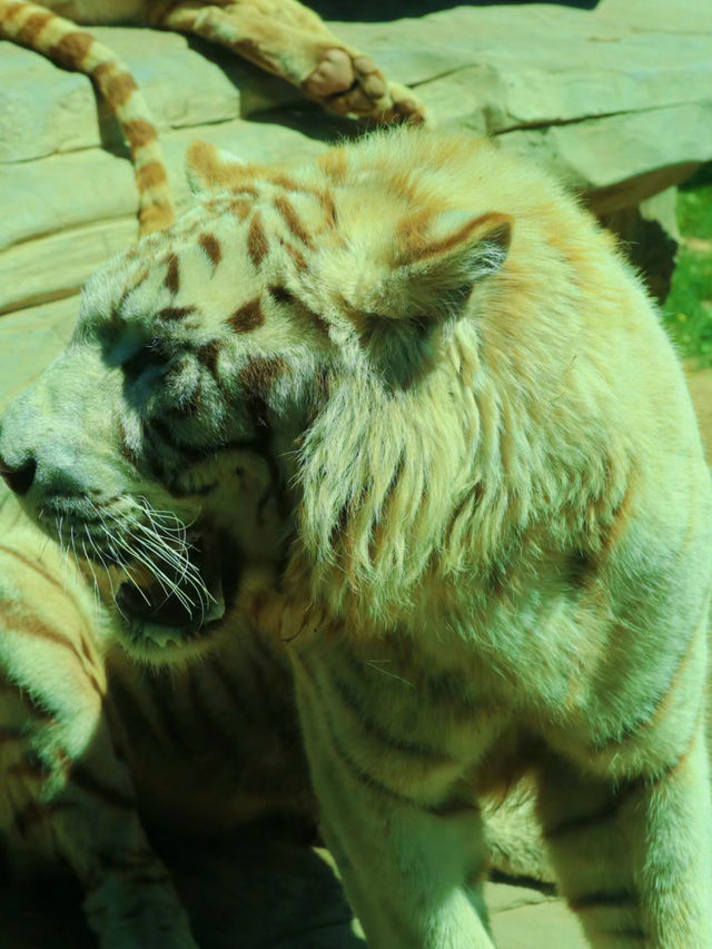 北京野生動物園，美到原圖直出！太好玩啦！真的值得去一趟！