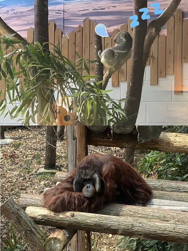 奇妙的動物世界之旅朋友推薦去的，超好玩。