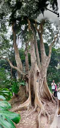 中國科學院西雙版納熱帶植物園（雲南省，5A）