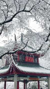 當橘子洲遇上雪