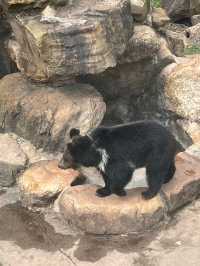 廣州動物園真的好值啊動物超多超可愛