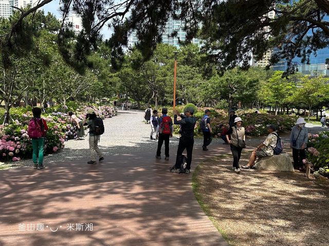 🇰🇷韓國｜釜山➰夏季釜山海邊賞五顏六色繡球花《海雲台 松林店》