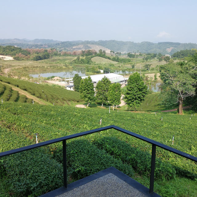 Must visit tea plantation in Chiang Rai