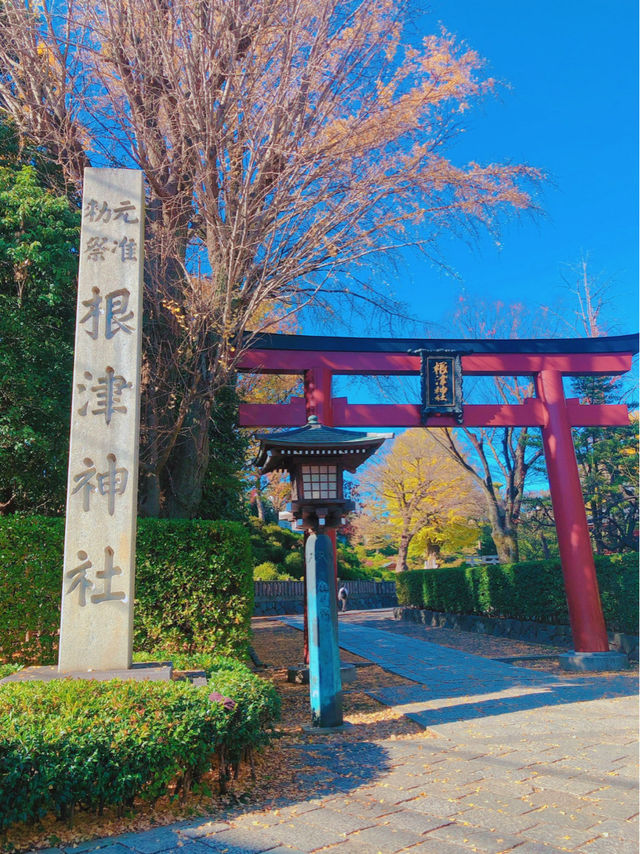 圧巻のツツジ🥹🌺東京・根津神社⛩️