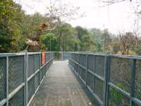 The Canopy Walks ทางเดินเหนือเรือนยอดไม้เชียงใหม่