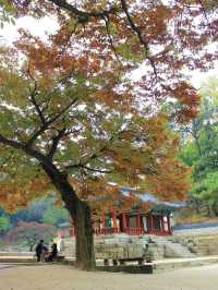 Autumn Serenity: Exploring the Secret Garden of Changdeokgung